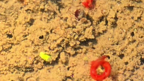 Red larvae in a puddle / Life in water / Mosquito larvae.