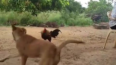 Cock and Dog fight...cock dominating