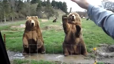 These two Bears are very well behaved: they greet all passers-by!