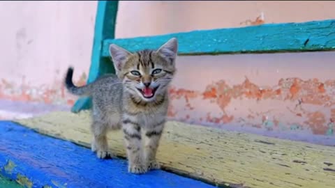 Mom cat carries her newborn kittens to different places