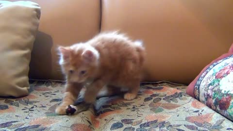 A cat chasing an unreal mouse thinking it real