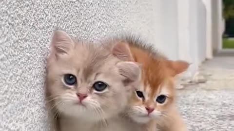 Cute Cats🥰