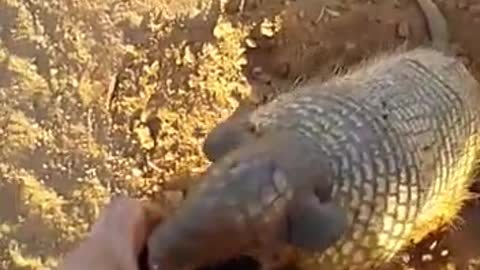 Thirsty Armadillo