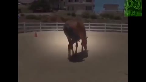 Very funny playful horse