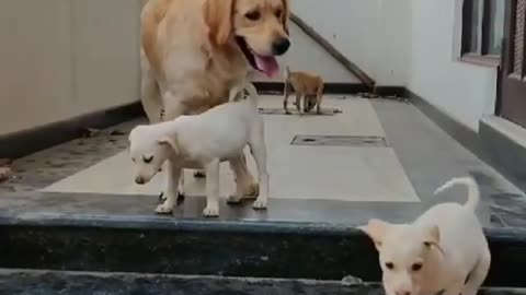 Cute dog video🥀❤️