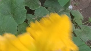 Hand pollinating your squash