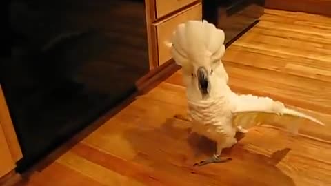 Crazy umbrella cockatoo in kitchen floor.