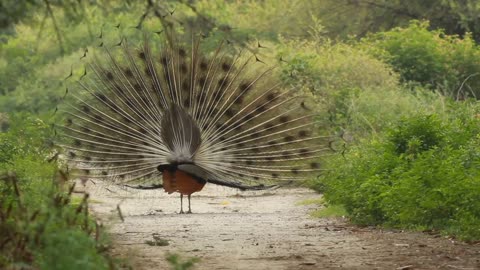 AMAZING PEACOCK spreading his glorious feathers