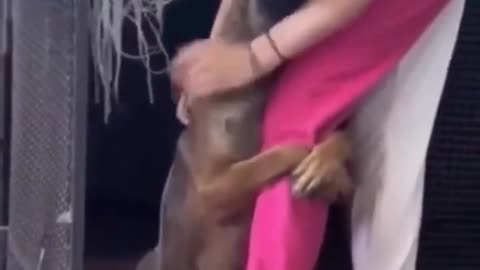 Dog's heartwarming reaction to being rescued.. 🥺