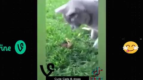 Best Funny Animal Videos Of The 2023 🤣 - Funniest Cats And Dogs Videos 😺😍😂🐶 Funny cat & dog videos 😍