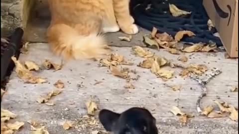 CAT AND DOGS FUNNY