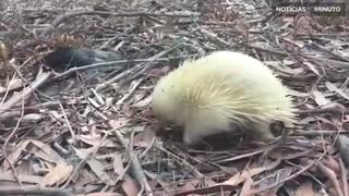 Raro mamífero albino é filmado em parque natural na Austrália