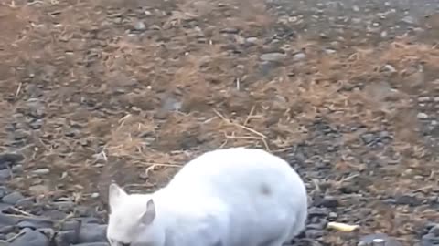 White cat eating