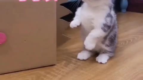 super cute kitty