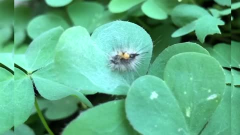 Cute Mini Caterpillar on Four leafs