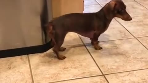 Sausage dog hitting its tail in the wastebasket.