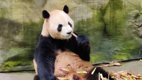 The lovely giant panda