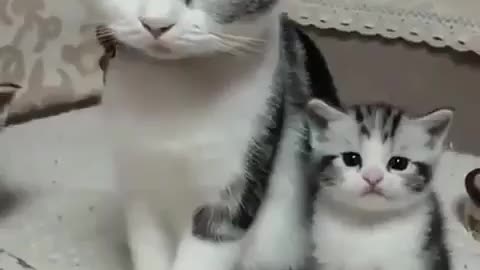 Cute little kitten looksLike it's mother