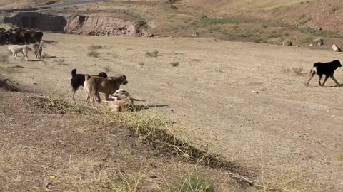 A dogfight between Tajik shepherd dogs from two different flocks