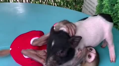 lovely monkey playing with pig