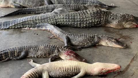 2020 Alligator Season