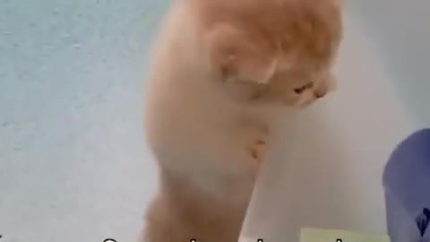 cute cat - Cute And Funy Baby Cute | Tiktok Cat Funy