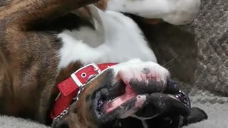 Boxer's Delightful Upside Down Smile