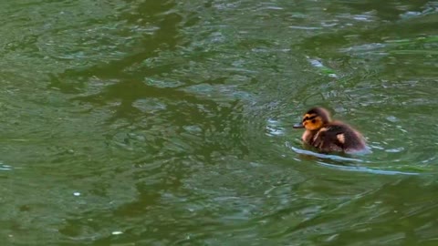 Reduce Stress and Anxiety while watching Nature