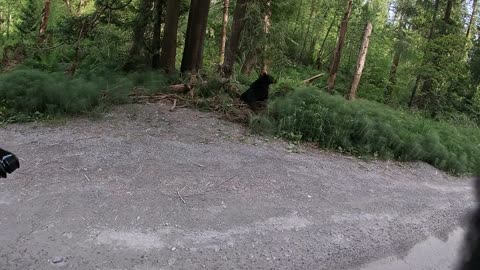 Motorcycle Rider's Friendly Black Bear Encounter