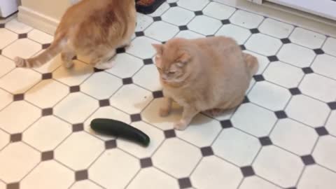 Fat Cat vs Cucumber