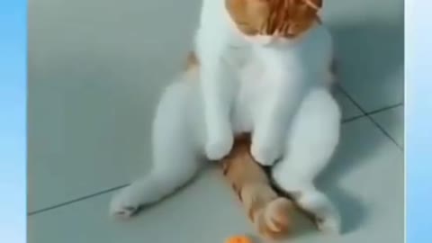 Cat plying with spinner