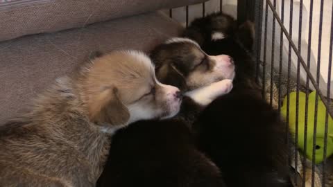 Cute corgi puppies.