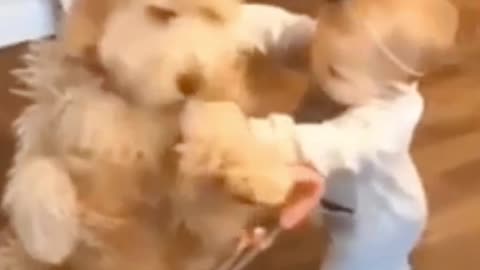 Baby Giving Dog Ride on Stroller Funny Video