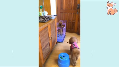 Cute Puppies Cute Funny and Smart Dogs 2021 video exclusivo