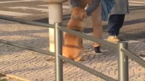 Dog drinks water from owner's hands