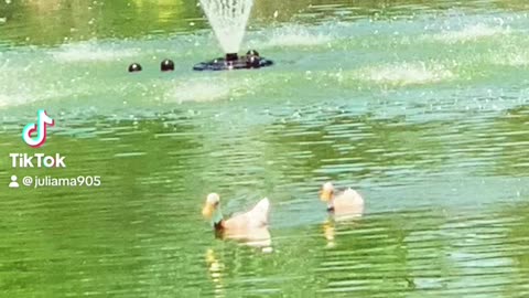 Ducks Playing Follow The Leader #Nature #Duck #Swan #Goose