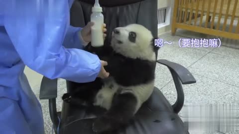 Cute Baby Panda Drinking Milk