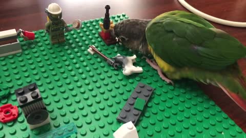 Birb playing LEGO