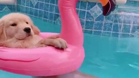 Very Cute Dog Swimming | He Loves Pools