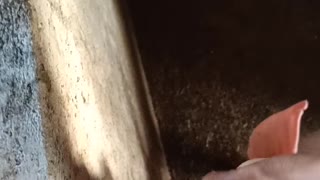 Feeding pigs