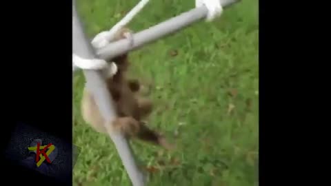 Funniest animals on earth video 😂