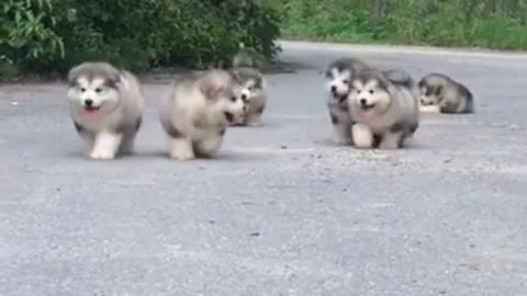 Alaskan Malamute Puppies!!!