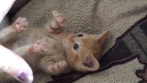 Orange kitten lying on back has tummy scratched