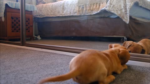 The frustrated puppy really wants to make contact with his reflection.