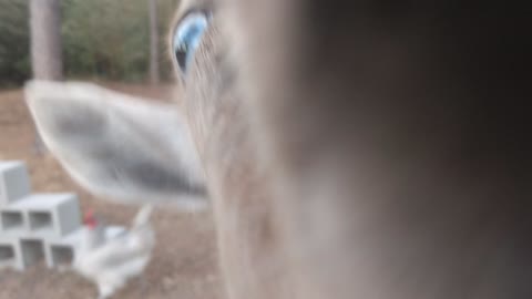 Mini goats extreme close-up nigerian