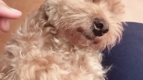 Cute dog snoring