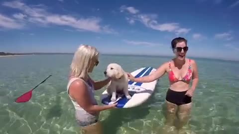 Primera sesión de paddle board para un cachorro