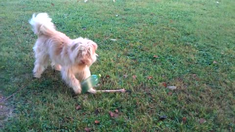 Chassis playing with her FAV toy!