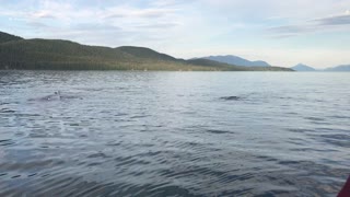 Humpback Whales Spouting Off