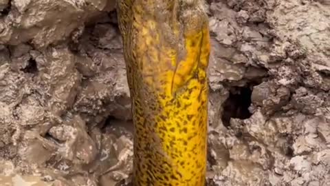 Amazing Eel Fishing Video